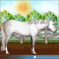 Horse Color:Gray Chestnut 