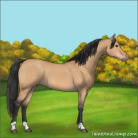Horse Color:Unknown 