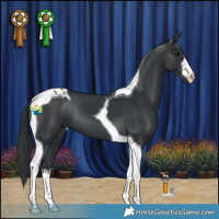Horse Color:White Spotted Black Tobiano 