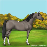 Horse Color:Grullo Tobiano 
