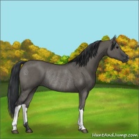 Horse Color:Grullo Rabicano 
