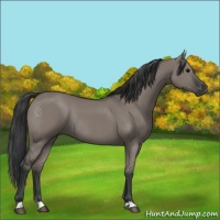 Horse Color:Grullo Rabicano 