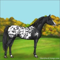 Horse Color:Black Splash Appaloosa 