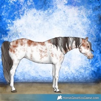 Horse Color:Bay Sabino Rabicano  and Bay Sabino Frame Rabicano 
