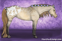 Horse Color:Buckskin Dun Appaloosa 