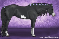 Horse Color:Black Splash Frame  and Black Splash Frame 