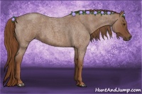 Horse Color:Red Roan 