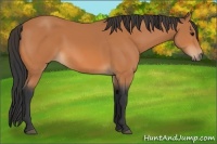Horse Color:Bay Rabicano