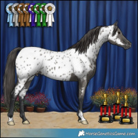 Horse Color:Grullo Near Leopard 