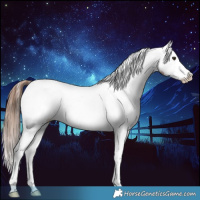 Horse Color:Chestnut Splash Appaloosa 