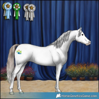 Horse Color:Grullo Appaloosa 