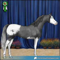 Horse Color:Black Splash Snowcap 