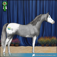 Horse Color:Black Splash Appaloosa 