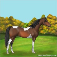 Horse Color:Bay Tobiano 