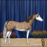 Horse Color:Bay Splash Varnish Rabicano 