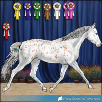 Horse Color:Silver Bay Splash Appaloosa 