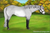 Horse Color:Silver Bay Chinchilla