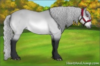 Horse Color:Silver Bay Chinchilla