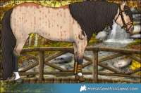 Horse Color:Bay Dun Brindle 