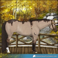Horse Color:Liver Red Dun Rabicano 