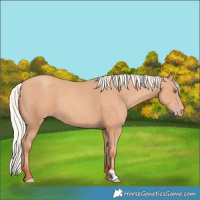 Horse Color:Silver Amber Champagne 
