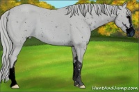 Horse Color:ERROR: UNKNOWN ANOMALY
