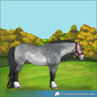 Horse Color:Bay Chinchilla 