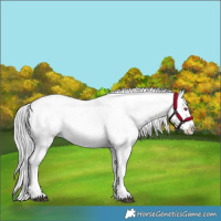Horse Color:Bay Chinchilla Tobiano Appaloosa 