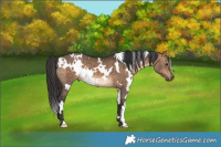 Horse Color:White Spotted Bay Dun