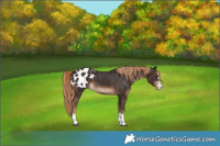 Horse Color:Liver Chestnut Blanket