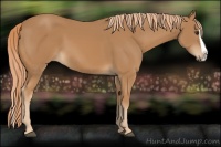 Horse Color:Chestnut Splash 