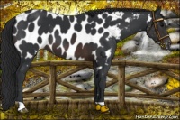 Horse Color:Brown Near Leopard