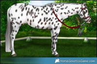 Horse Color:Brown Appaloosa