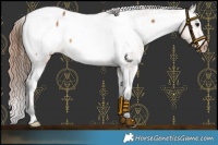 Horse Color:Bay Dun Appaloosa 