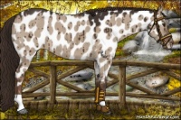Horse Color:Liver Red Dun Near Leopard Brindle 