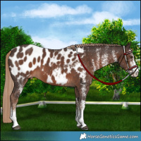 Horse Color:White Spotted Liver Chestnut Appaloosa 