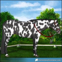 Horse Color:Black Appaloosa