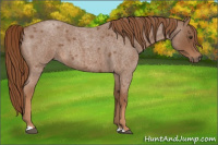 Horse Color:Red Roan 