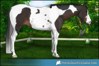Horse Color:Brown Tobiano