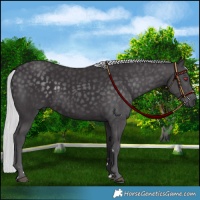Horse Color:Platinum Silver Smoky Black Chinchilla 