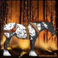 Horse Color:White Spotted Black Appaloosa 