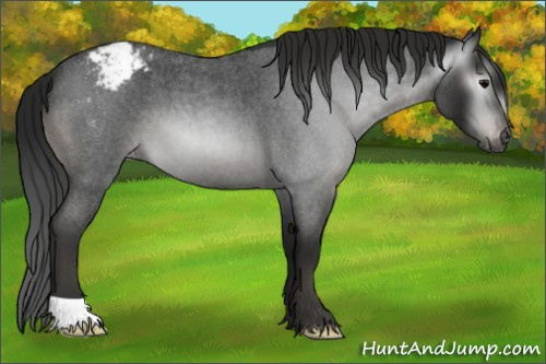 Horse Color:Gray Blue Roan Appaloosa 