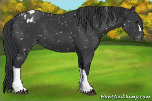 Horse Color:Black Appaloosa 