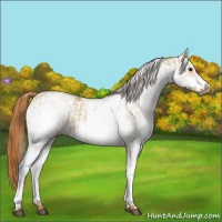 Horse Color:White Spotted Red Dun Rabicano and White Spotted Red Dun Frame Rabicano