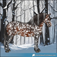 Horse Color:Brown Appaloosa 