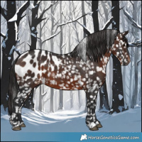Horse Color:Brown Appaloosa 