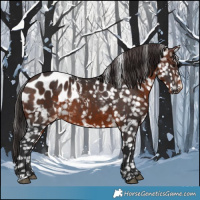 Horse Color:Brown Appaloosa 