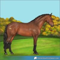 Horse Color:Bay 