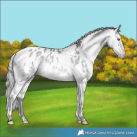Horse Color:White Spotted Bay Chinchilla Appaloosa 