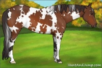 Horse Color:White Spotted Buckskin 
